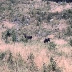 Two elks in the field right next to the road
