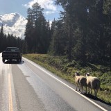 Roadworthy sheep along the road