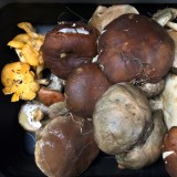 Plenty of mushrooms every day