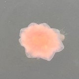 Jellyfish in the harbour