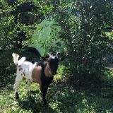Goat at the camping ground