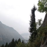 Einseitiger Baum beim Einstieg